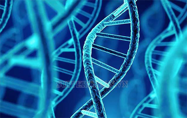 Tìm hiểu về ADN là gì và chức năng của nó